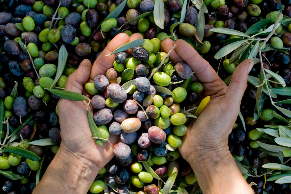 زيت زيتون خضراء الجوف البكر قطفة أولى… لماذا يُعد الخيار الأفضل للعائلة السعودية؟ (خصم خاص لفترة محدودة)